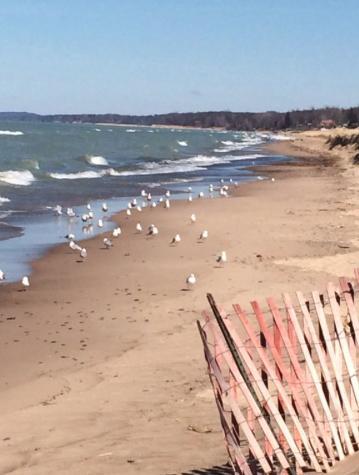 Walking Distance To Beach And Shops New Buffalo Exteriör bild